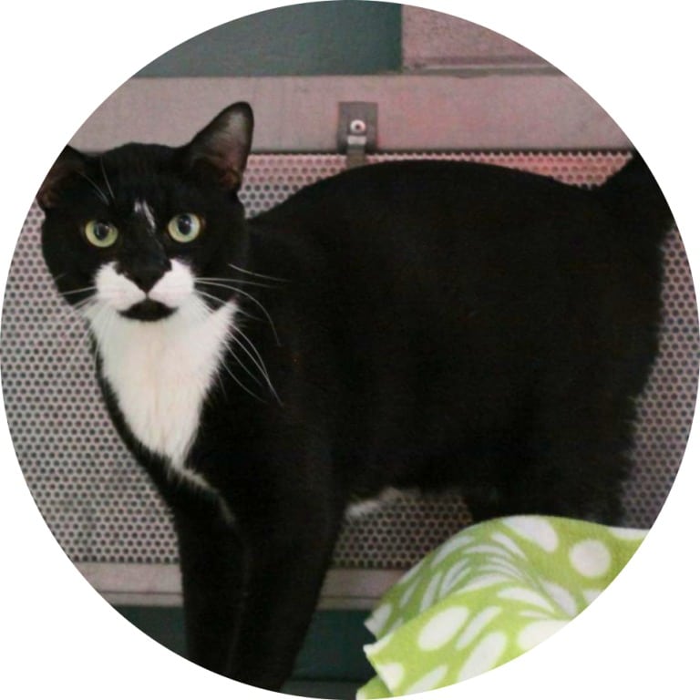 Ayden Gough - Veterinary Assistant