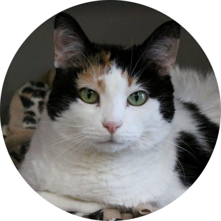 Natasha - Meow Mayor