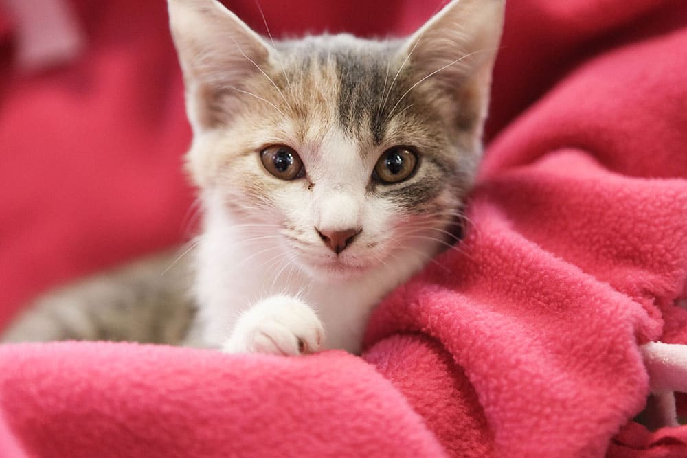 Adopt