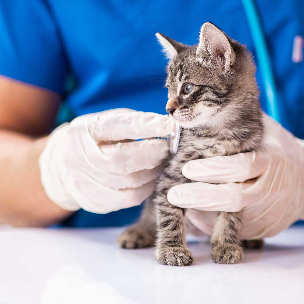 Health and Medical Resources