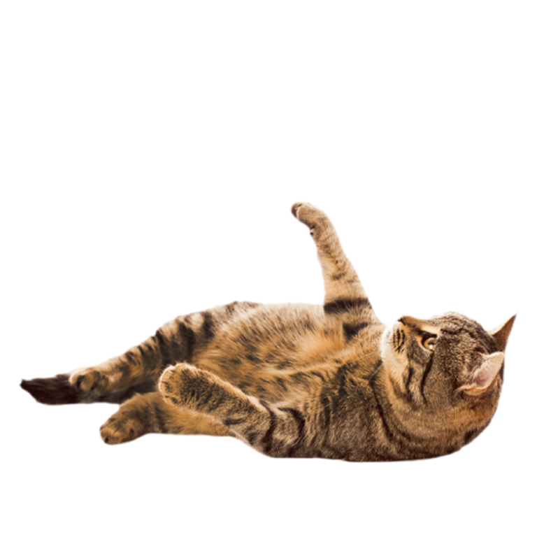 Rescue