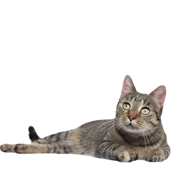 adopt