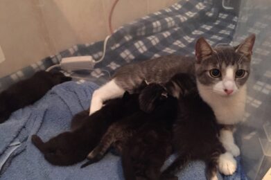 Bimini and kittens