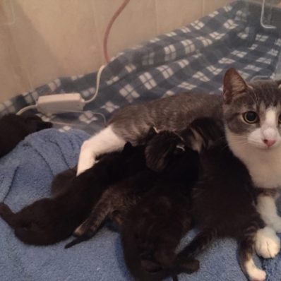 Bimini and kittens