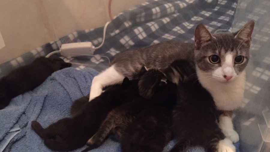 Bimini and kittens