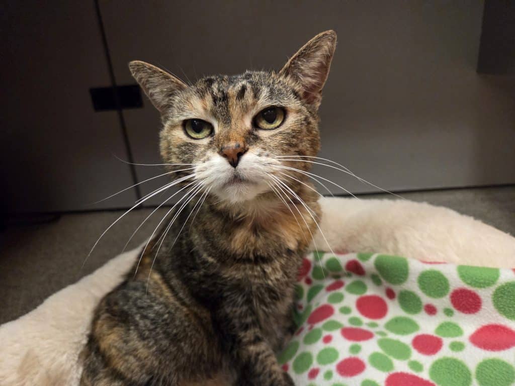 Giving Challenge 2026 – Matilda Deserves A Second Chance – Cat Depot