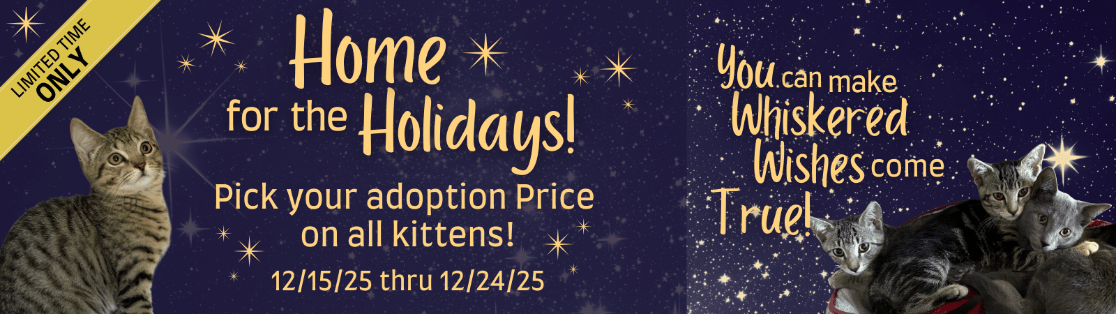 Kitten Adoption Special - Pick Your Price