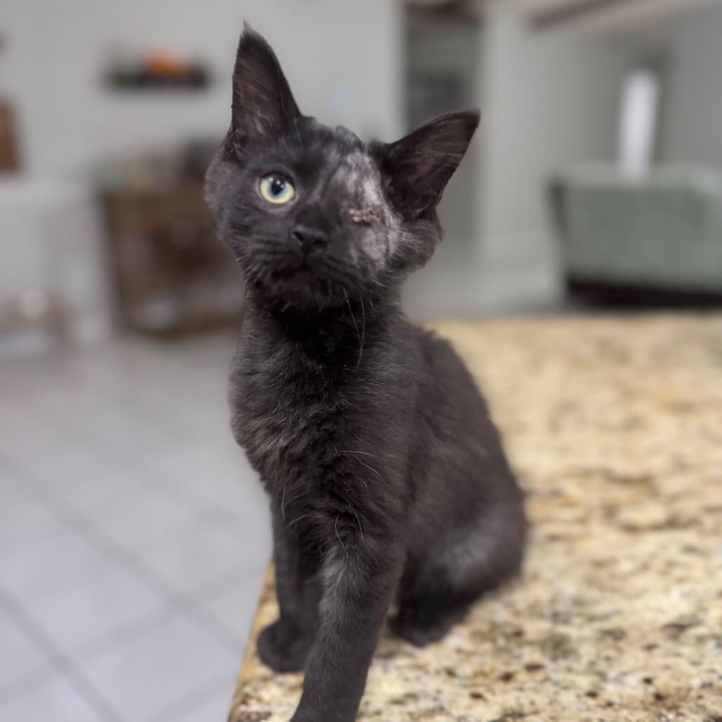 Lifesaving Grant Makes a Difference – Cat Depot