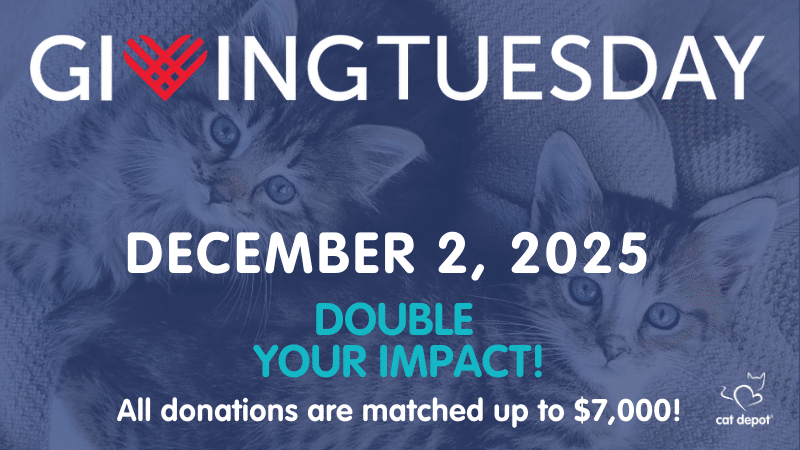 GivingTuesday - Together, we can save 500 kittens in 2026!