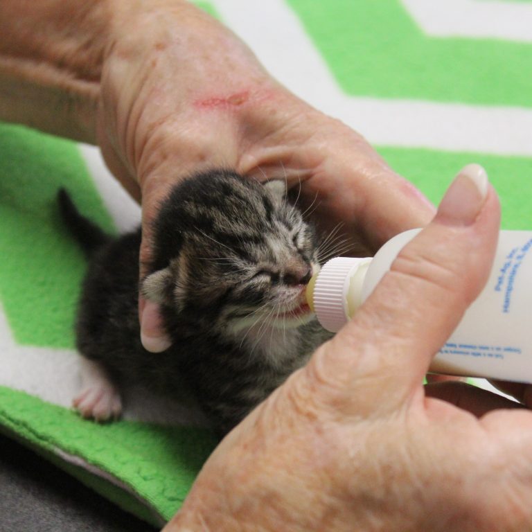 Kitten Being Bottle Fed