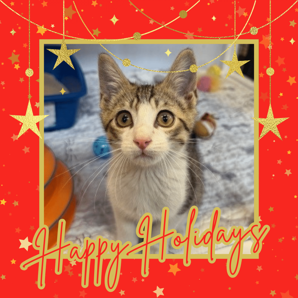 Cat Depots Holiday Season Wishlist