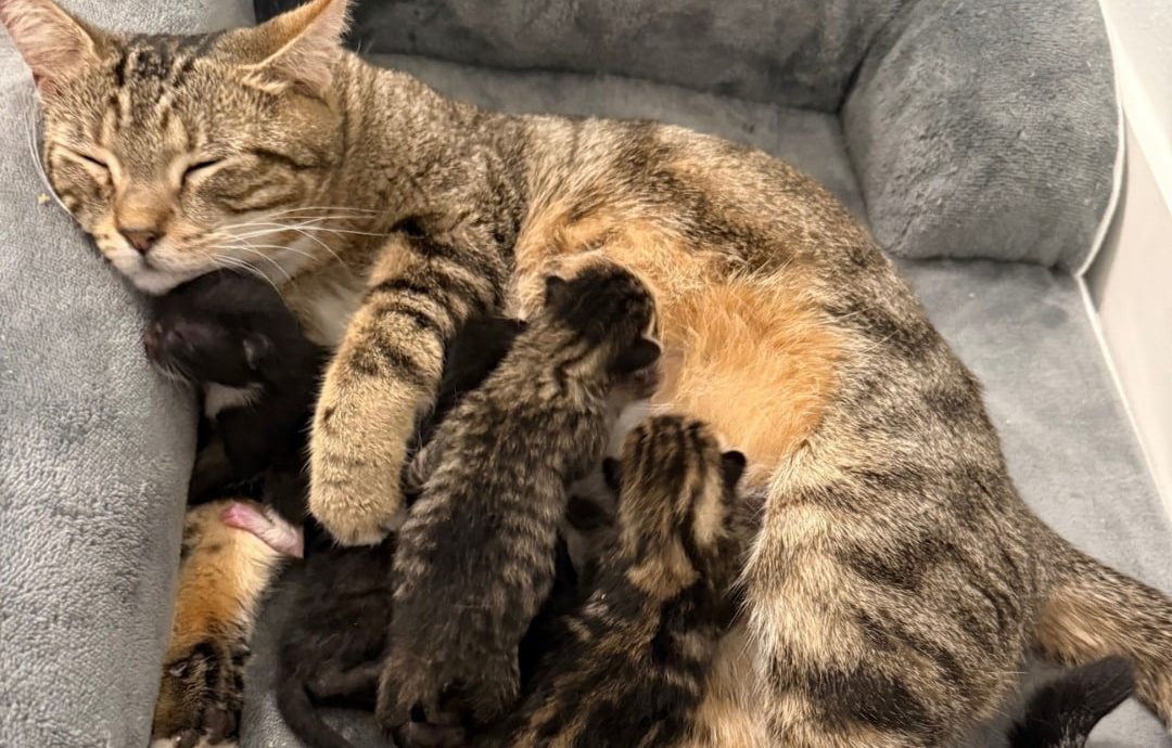 Giving Challenge 2026 – Vassar’s Nine lives – Cat Depot