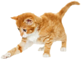 adopt-playful-cat-06 adopt-playful-cat-06